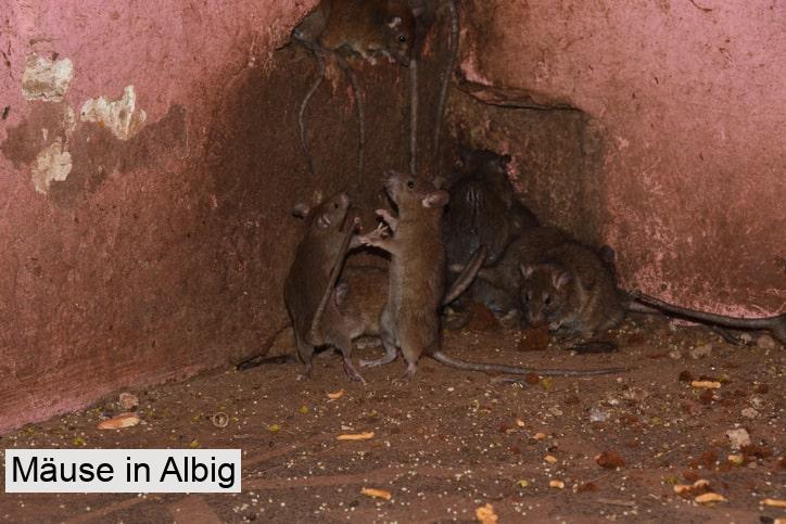 Mäuse in Albig